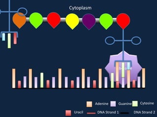 Cytoplasm

Ribosome

Adenine
Uracil

Guanine

DNA Strand 1

Cytosine
DNA Strand 2

 