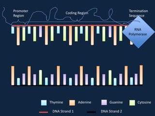 Promoter
Region

Termination
Sequence

Coding Region

RNA
Polymerase

Thymine
DNA Strand 1

Adenine

Guanine
DNA Strand 2

Cytosine

 