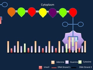 Cytoplasm

Ribosome

Adenine
Uracil

Guanine

DNA Strand 1

Cytosine
DNA Strand 2

 