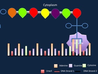 Cytoplasm

Ribosome

Adenine
Uracil

Guanine

DNA Strand 1

Cytosine
DNA Strand 2

 