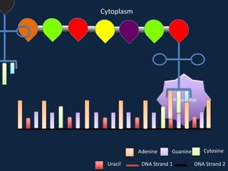 Cytoplasm

Ribosome

Adenine
Uracil

Guanine

DNA Strand 1

Cytosine
DNA Strand 2

 