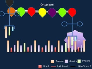 Cytoplasm

Ribosome

Adenine
Uracil

Guanine

DNA Strand 1

Cytosine
DNA Strand 2

 