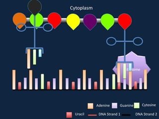 Cytoplasm

Ribosome

Adenine
Uracil

Guanine

DNA Strand 1

Cytosine
DNA Strand 2

 