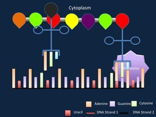Cytoplasm

Ribosome

Adenine
Uracil

Guanine

DNA Strand 1

Cytosine
DNA Strand 2

 