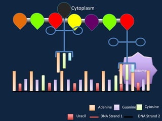 Cytoplasm

Ribosome

Adenine
Uracil

Guanine

DNA Strand 1

Cytosine
DNA Strand 2

 
