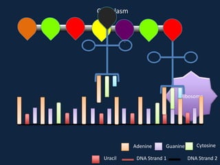 Cytoplasm

Ribosome

Adenine
Uracil

Guanine

DNA Strand 1

Cytosine
DNA Strand 2

 