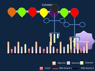 Cytoplasm

Ribosome

Adenine
Uracil

Guanine

DNA Strand 1

Cytosine
DNA Strand 2

 