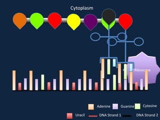 Cytoplasm

Ribosome

Adenine
Uracil

Guanine

DNA Strand 1

Cytosine
DNA Strand 2

 