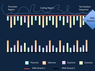 Promoter
Region

Termination
Sequence

Coding Region

RNA
Polymera

Thymine
DNA Strand 1

Adenine

Guanine
DNA Strand 2

Cytosine

 