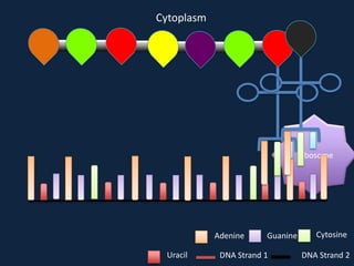 Cytoplasm

Ribosome

Adenine
Uracil

Guanine

DNA Strand 1

Cytosine
DNA Strand 2

 