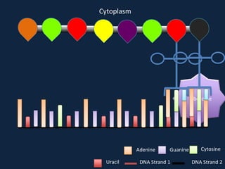 Cytoplasm

Ribosome

Adenine
Uracil

Guanine

DNA Strand 1

Cytosine
DNA Strand 2

 