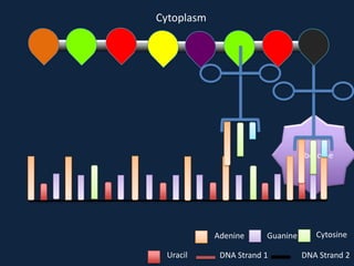 Cytoplasm

Ribosome

Adenine
Uracil

Guanine

DNA Strand 1

Cytosine
DNA Strand 2

 