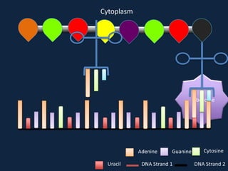 Cytoplasm

Ribosome

Adenine
Uracil

Guanine

DNA Strand 1

Cytosine
DNA Strand 2

 