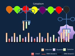 Cytoplasm

Ribosome

Adenine
Uracil

Guanine

DNA Strand 1

Cytosine
DNA Strand 2

 