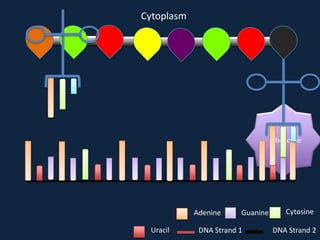Cytoplasm

Ribosome

Adenine
Uracil

Guanine

DNA Strand 1

Cytosine
DNA Strand 2

 