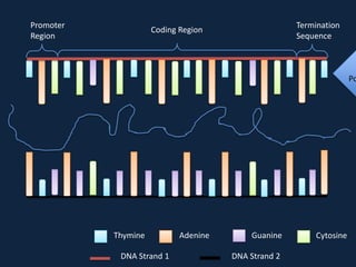 Promoter
Region

Termination
Sequence

Coding Region

Po

Thymine
DNA Strand 1

Adenine

Guanine
DNA Strand 2

Cytosine

 