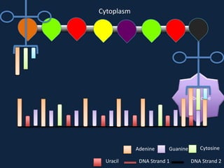 Cytoplasm

Ribosome

Adenine
Uracil

Guanine

DNA Strand 1

Cytosine
DNA Strand 2

 