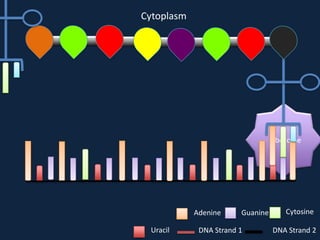 Cytoplasm

Ribosome

Adenine
Uracil

Guanine

DNA Strand 1

Cytosine
DNA Strand 2

 