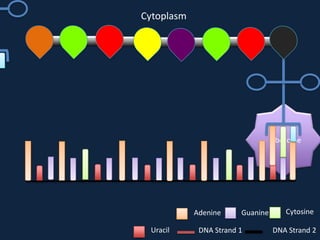 Cytoplasm

Ribosome

Adenine
Uracil

Guanine

DNA Strand 1

Cytosine
DNA Strand 2

 