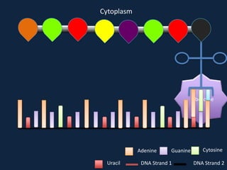 Cytoplasm

Ribosome

Adenine
Uracil

Guanine

DNA Strand 1

Cytosine
DNA Strand 2

 