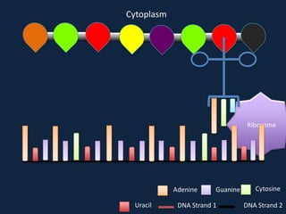 Cytoplasm

Ribosome

Adenine
Uracil

Guanine

DNA Strand 1

Cytosine
DNA Strand 2

 
