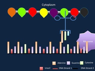 Cytoplasm

Ribosome

Adenine
Uracil

Guanine

DNA Strand 1

Cytosine
DNA Strand 2

 