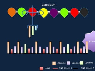 Cytoplasm

Riboso

Adenine
Uracil

Guanine

DNA Strand 1

Cytosine
DNA Strand 2

 