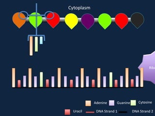 Cytoplasm

Ribo

Adenine
Uracil

Guanine

DNA Strand 1

Cytosine
DNA Strand 2

 