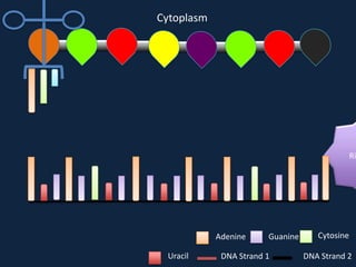 Cytoplasm

Ri

Adenine
Uracil

Guanine

DNA Strand 1

Cytosine
DNA Strand 2

 