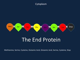 Cytoplasm

Met

Ser

Cys

Glu

Glu

Ser

Cys

Stop

The End Protein
Methionine, Serine, Cysteine, Glutamic Acid, Glutamic Acid, Serine, Cysteine, Stop

 