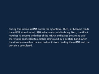 During translation, mRNA enters the cytoplasm. Then, a ribosome reads
the mRNA strand to tell tRNA what amino acid to bring. Next, the tRNA
matches its codons with that of the mRNA and leaves the amino acid
there to be connected to another amino acid by a peptide bond. After
the ribosome reaches the end codon, it stops reading the mRNA and the
protein is completed.

 