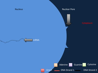 Nucleus

Nuclear Pore

Cytoplasm

mRNA

Adenine
Uracil

Guanine

DNA Strand 1

Cytosine
DNA Strand 2

 