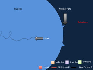 Nucleus

Nuclear Pore

Cytoplasm

mRNA

Adenine
Uracil

Guanine

DNA Strand 1

Cytosine
DNA Strand 2

 