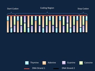 Coding Region

Start Codon

Thymine
DNA Strand 1

Adenine

Stop Codon

Guanine
DNA Strand 2

Cytosine

 
