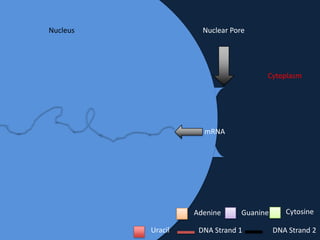Nucleus

Nuclear Pore

Cytoplasm

mRNA

Adenine
Uracil

Guanine

DNA Strand 1

Cytosine
DNA Strand 2

 