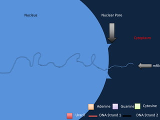Nucleus

Nuclear Pore

Cytoplasm

mRN

Adenine
Uracil

Guanine

DNA Strand 1

Cytosine
DNA Strand 2

 
