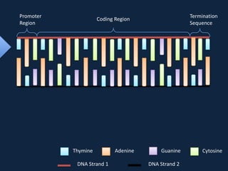 Promoter
Region

Termination
Sequence

Coding Region

Thymine
DNA Strand 1

Adenine

Guanine
DNA Strand 2

Cytosine

 