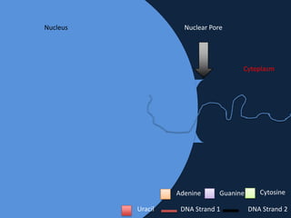 Nucleus

Nuclear Pore

Cytoplasm

Adenine
Uracil

Guanine

DNA Strand 1

Cytosine
DNA Strand 2

 