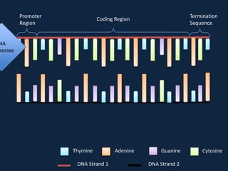 Promoter
Region

Termination
Sequence

Coding Region

NA
merase

Thymine
DNA Strand 1

Adenine

Guanine
DNA Strand 2

Cytosine

 