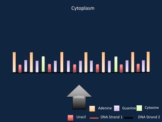 Cytoplasm

mRNA
Adenine
Uracil

Guanine

DNA Strand 1

Cytosine
DNA Strand 2

 