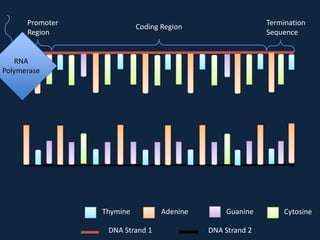 Promoter
Region

Termination
Sequence

Coding Region

RNA
Polymerase

Thymine
DNA Strand 1

Adenine

Guanine
DNA Strand 2

Cytosine

 