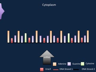 Cytoplasm

mRNA
Adenine
Uracil

Guanine

DNA Strand 1

Cytosine
DNA Strand 2

 