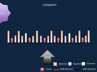 Cytoplasm

some

mRNA
Adenine
Uracil

Guanine

DNA Strand 1

Cytosine
DNA Strand 2

 