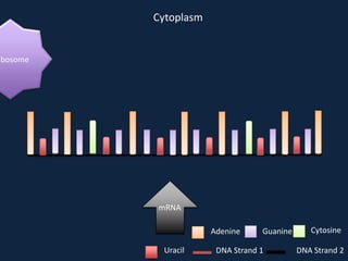 Cytoplasm

ibosome

mRNA
Adenine
Uracil

Guanine

DNA Strand 1

Cytosine
DNA Strand 2

 
