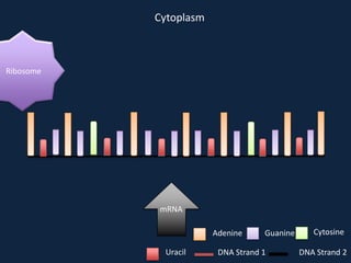 Cytoplasm

Ribosome

mRNA
Adenine
Uracil

Guanine

DNA Strand 1

Cytosine
DNA Strand 2

 