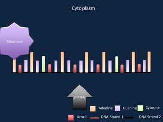 Cytoplasm

Ribosome

mRNA
Adenine
Uracil

Guanine

DNA Strand 1

Cytosine
DNA Strand 2

 
