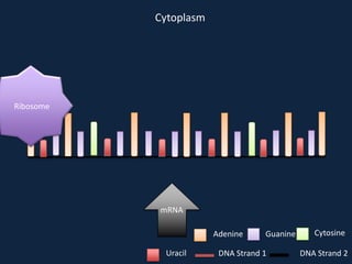 Cytoplasm

Ribosome

mRNA
Adenine
Uracil

Guanine

DNA Strand 1

Cytosine
DNA Strand 2

 