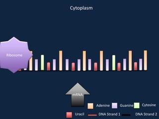 Cytoplasm

Ribosome

mRNA
Adenine
Uracil

Guanine

DNA Strand 1

Cytosine
DNA Strand 2

 
