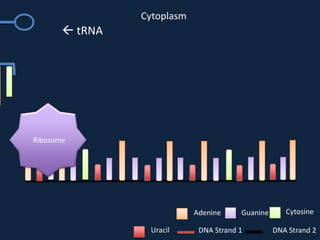 Cytoplasm

 tRNA

Ribosome

Adenine
Uracil

Guanine

DNA Strand 1

Cytosine
DNA Strand 2

 
