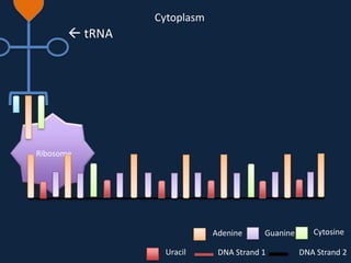Cytoplasm

 tRNA

Ribosome

Adenine
Uracil

Guanine

DNA Strand 1

Cytosine
DNA Strand 2

 
